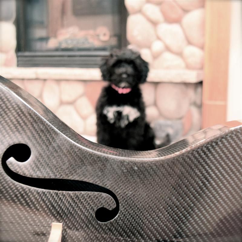 Dog with Cello